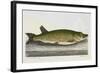 The Pike Or Jack-E. Albin-Framed Giclee Print