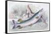 The Pike-Robert Hamilton-Framed Stretched Canvas