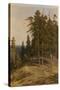 The Pine Forest, 1895-Ivan Ivanovich Shishkin-Stretched Canvas