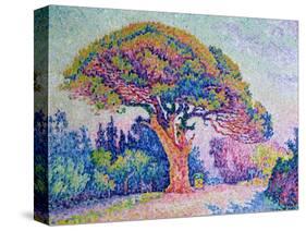 The Pine Tree at St. Tropez, 1909-Paul Signac-Stretched Canvas