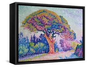 The Pine Tree at St. Tropez, 1909-Paul Signac-Framed Stretched Canvas