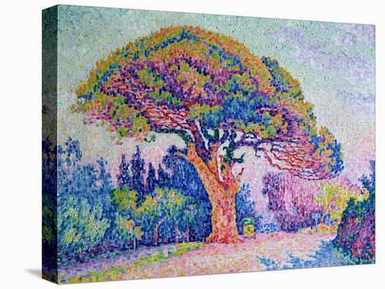 The Pine Tree at St. Tropez, 1909-Paul Signac-Stretched Canvas