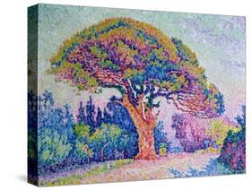 The Pine Tree at St. Tropez, 1909-Paul Signac-Stretched Canvas