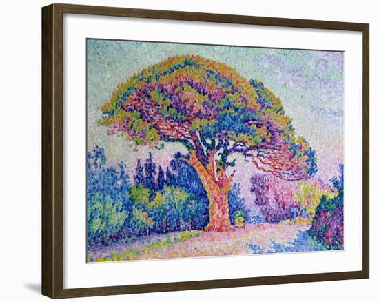 The Pine Tree at St. Tropez, 1909-Paul Signac-Framed Giclee Print