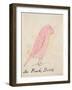 The Pink Bird, from 'sixteen Drawings of Comic Birds'-Edward Lear-Framed Giclee Print