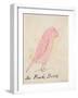 The Pink Bird, from 'sixteen Drawings of Comic Birds'-Edward Lear-Framed Premium Giclee Print