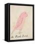 The Pink Bird, from 'sixteen Drawings of Comic Birds'-Edward Lear-Framed Stretched Canvas