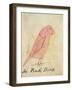 The Pink Bird-Edward Lear-Framed Giclee Print