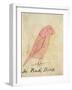 The Pink Bird-Edward Lear-Framed Giclee Print