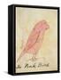 The Pink Bird-Edward Lear-Framed Stretched Canvas