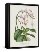 The Pink Butterfly Plant, Phalaenopsis Rosea (Chromolitho)-English School-Framed Stretched Canvas