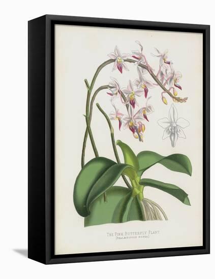 The Pink Butterfly Plant, Phalaenopsis Rosea (Chromolitho)-English School-Framed Stretched Canvas