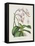 The Pink Butterfly Plant, Phalaenopsis Rosea (Chromolitho)-English School-Framed Stretched Canvas