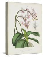 The Pink Butterfly Plant, Phalaenopsis Rosea (Chromolitho)-English School-Stretched Canvas