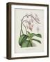 The Pink Butterfly Plant, Phalaenopsis Rosea (Chromolitho)-English School-Framed Giclee Print