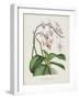 The Pink Butterfly Plant, Phalaenopsis Rosea (Chromolitho)-English School-Framed Giclee Print