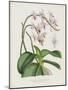 The Pink Butterfly Plant, Phalaenopsis Rosea (Chromolitho)-English School-Mounted Giclee Print