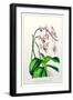 The Pink Butterfly Plant-null-Framed Art Print