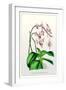 The Pink Butterfly Plant-null-Framed Art Print