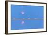 The pink full moon is reflected in the blue water of the Notteri pond, Villasimius, Sardinia, Italy-Roberto Moiola-Framed Photographic Print