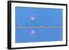 The pink full moon is reflected in the blue water of the Notteri pond, Villasimius, Sardinia, Italy-Roberto Moiola-Framed Photographic Print