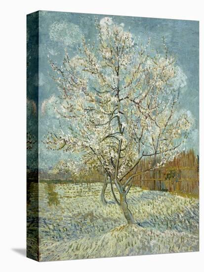 The Pink Peach Tree, 1888-Vincent van Gogh-Stretched Canvas