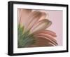 The Pinks 2-Doug Chinnery-Framed Photographic Print