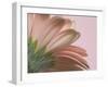 The Pinks 2-Doug Chinnery-Framed Photographic Print