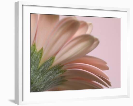 The Pinks 2-Doug Chinnery-Framed Photographic Print