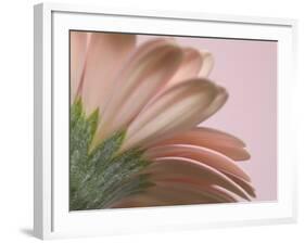 The Pinks 2-Doug Chinnery-Framed Photographic Print