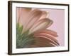 The Pinks 2-Doug Chinnery-Framed Photographic Print