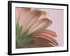 The Pinks 2-Doug Chinnery-Framed Photographic Print