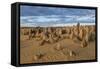 The Pinnacles Limestone Formations at Sunset in Nambung National Park-Michael Runkel-Framed Stretched Canvas