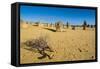 The Pinnacles Limestone Formations at Sunset in Nambung National Park-Michael Runkel-Framed Stretched Canvas