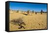 The Pinnacles Limestone Formations at Sunset in Nambung National Park-Michael Runkel-Framed Stretched Canvas