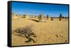 The Pinnacles Limestone Formations at Sunset in Nambung National Park-Michael Runkel-Framed Stretched Canvas