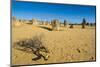 The Pinnacles Limestone Formations at Sunset in Nambung National Park-Michael Runkel-Mounted Photographic Print