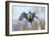 The Pintail duck (Anas acute) has a wide geographic distribution across northern latitudes.-Richard Wright-Framed Photographic Print