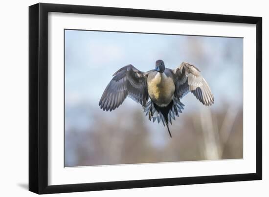 The Pintail duck (Anas acute) has a wide geographic distribution across northern latitudes.-Richard Wright-Framed Photographic Print