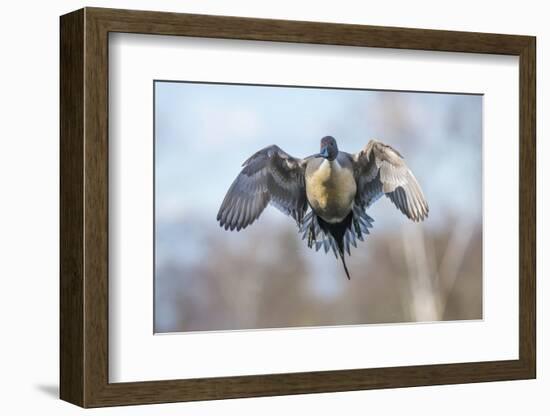 The Pintail duck (Anas acute) has a wide geographic distribution across northern latitudes.-Richard Wright-Framed Photographic Print