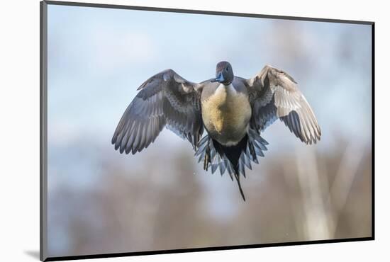 The Pintail duck (Anas acute) has a wide geographic distribution across northern latitudes.-Richard Wright-Mounted Photographic Print