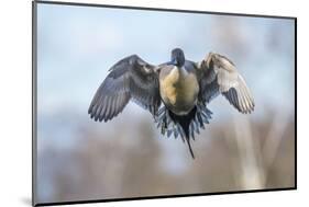 The Pintail duck (Anas acute) has a wide geographic distribution across northern latitudes.-Richard Wright-Mounted Photographic Print