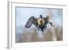 The Pintail duck (Anas acute) has a wide geographic distribution across northern latitudes.-Richard Wright-Framed Photographic Print