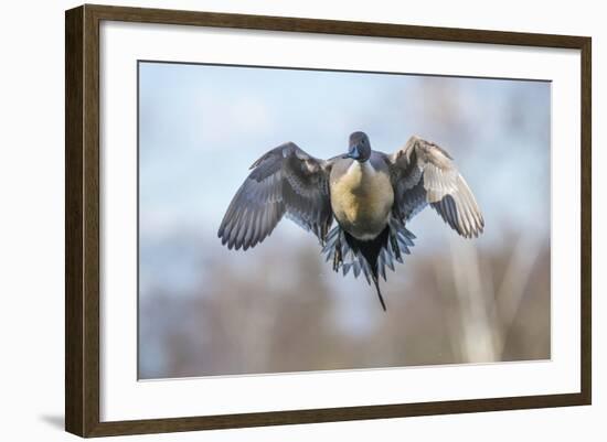 The Pintail duck (Anas acute) has a wide geographic distribution across northern latitudes.-Richard Wright-Framed Photographic Print