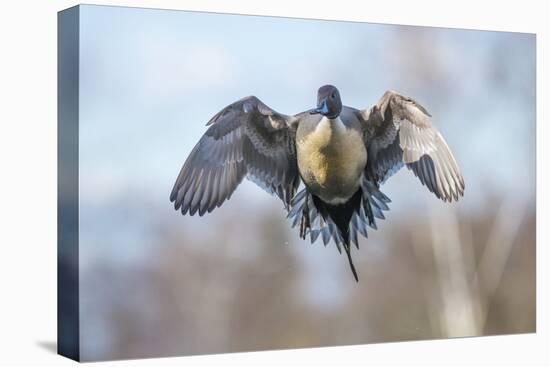 The Pintail duck (Anas acute) has a wide geographic distribution across northern latitudes.-Richard Wright-Stretched Canvas