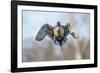 The Pintail duck (Anas acute) has a wide geographic distribution across northern latitudes.-Richard Wright-Framed Photographic Print