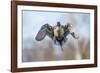 The Pintail duck (Anas acute) has a wide geographic distribution across northern latitudes.-Richard Wright-Framed Photographic Print