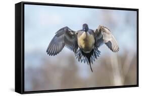 The Pintail duck (Anas acute) has a wide geographic distribution across northern latitudes.-Richard Wright-Framed Stretched Canvas