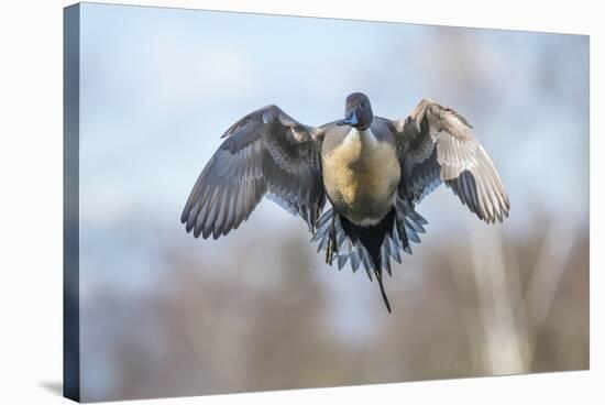 The Pintail duck (Anas acute) has a wide geographic distribution across northern latitudes.-Richard Wright-Stretched Canvas