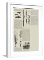 The Plague of Crickets in Algeria-null-Framed Giclee Print